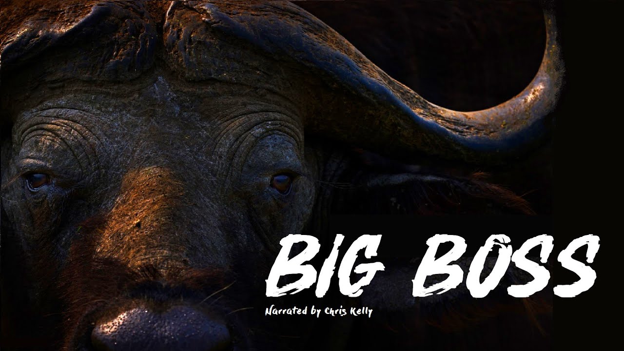 CH5 - Nature Documentary - Serengeti Safari: The Big Boss: Cape Buffalo (1997)