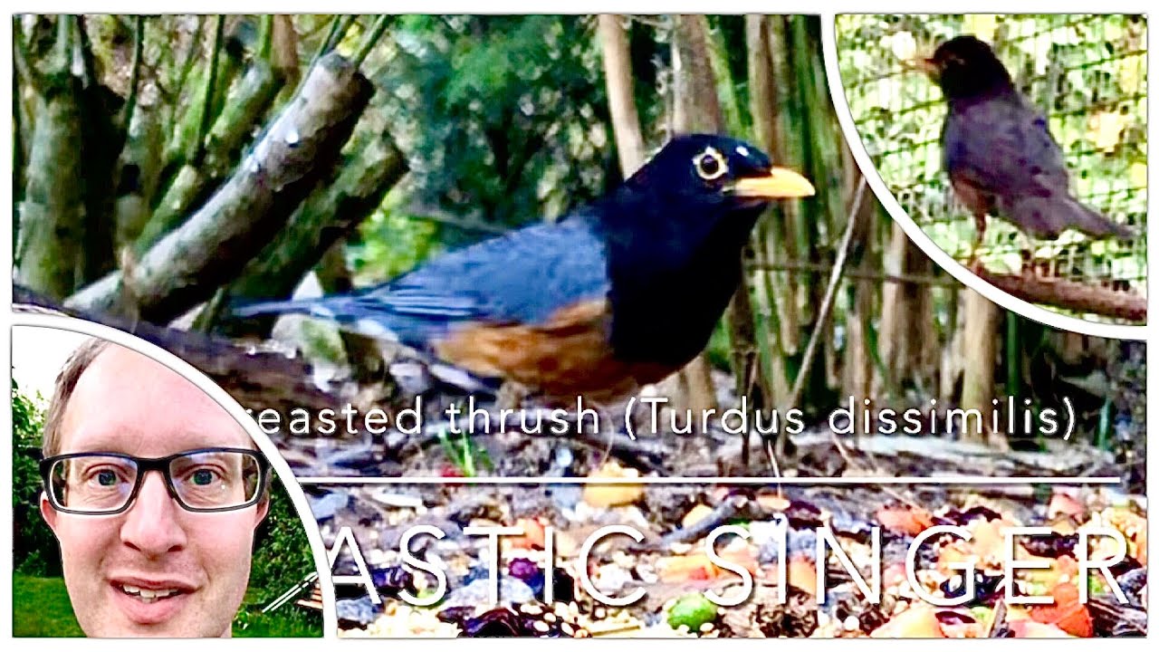 The black-breasted thrush song (Turdus dissimilis in bird aviary) - a great singer 