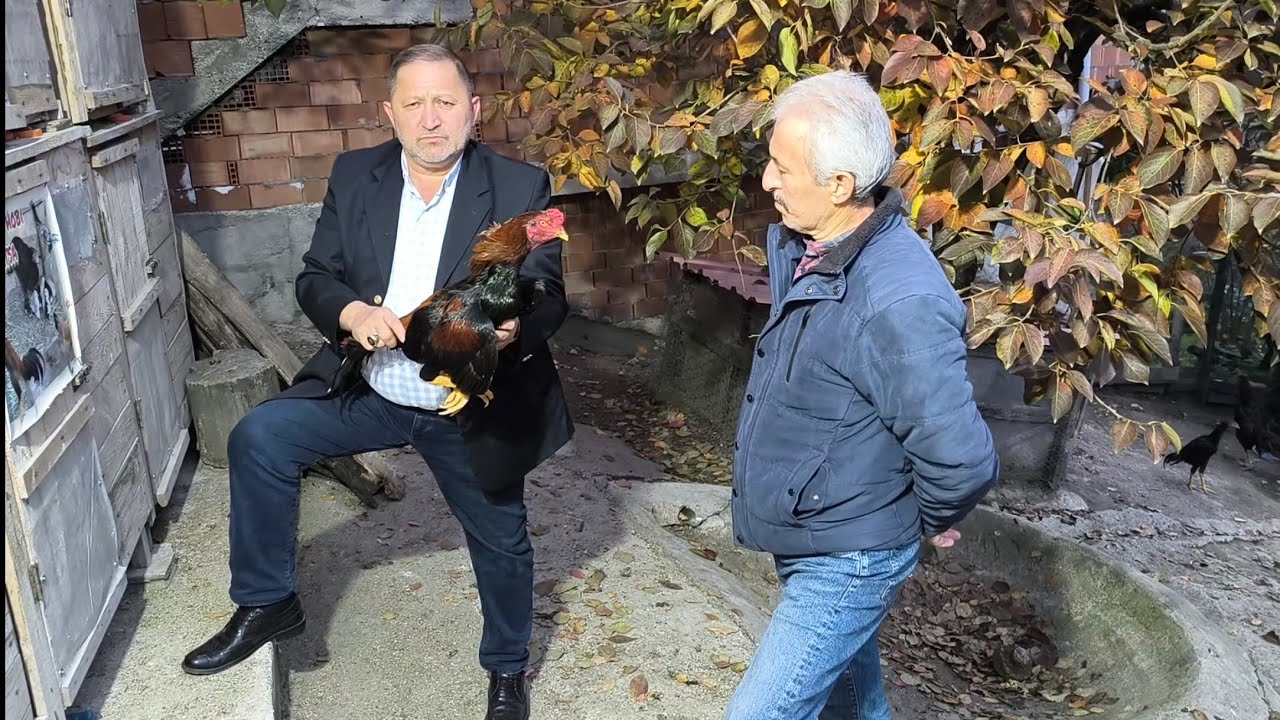 Horozlarda Tüy Yapısı