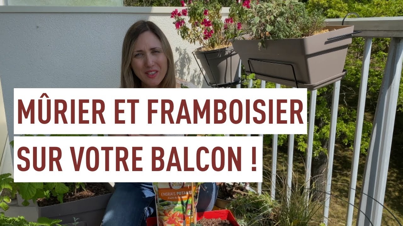 Cultiver les arbustes à petits fruits sur le balcon !
