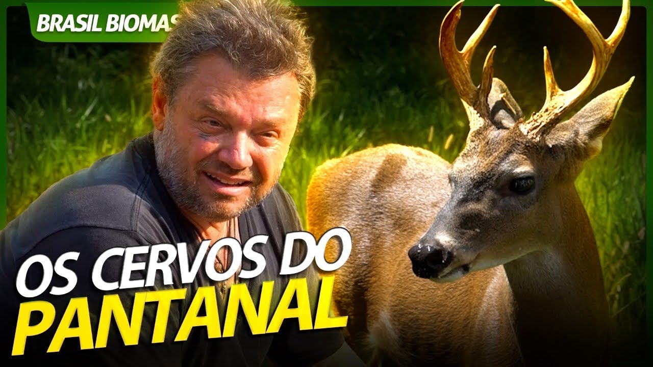 O MAIOR CERVO DA AMÉRICA LATINA VIVE NO PANTANAL! | RICHARD RASMUSSEN