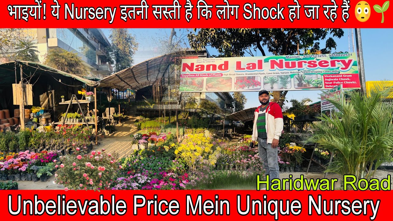 Unbelievable price mein unique nursery 