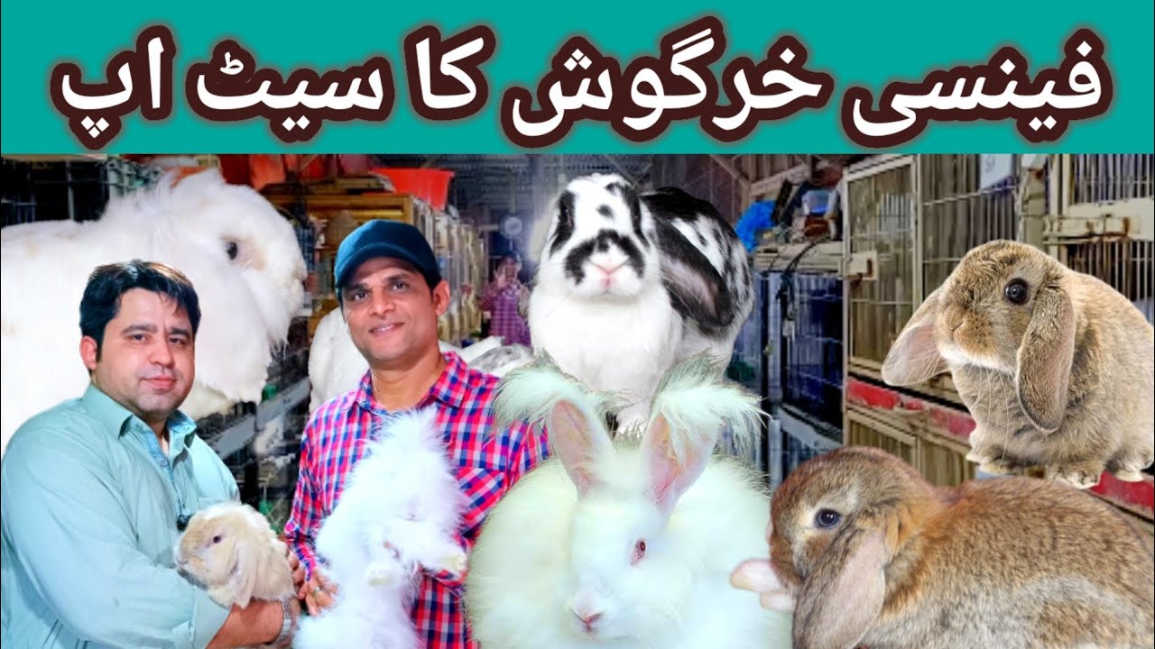 Fancy Rabbit Setup Yasir Aqeel | فینسی خرگوش کے بارے میں مکمل معلومات