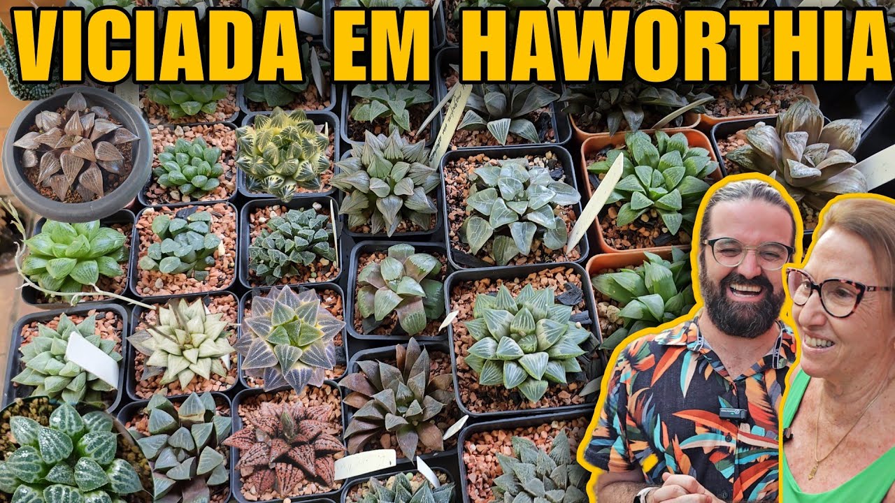 A EXTRAORDINÁRIA COLEÇÃO de SUCULENTAS de SOMBRA RARAS em Holambra -Haworthia plantas e jardim