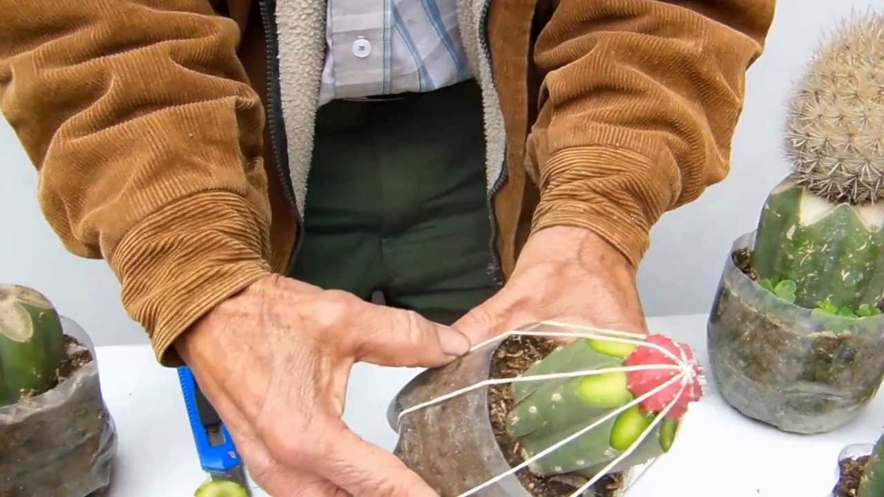 Reparando y acarciando cactus injertos