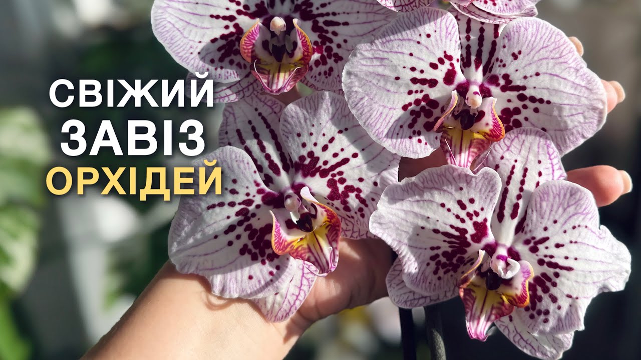 Майже метелик! Свіжий завіз орхідей в Ашан,з назвами!#orchid #орхидея #flowers #цветущиеорхидеи 