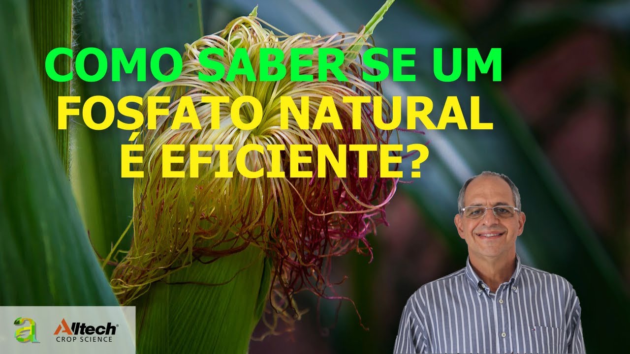 #68 - COMO SABER SE UM FOSFATO NATURAL É EFICIENTE?