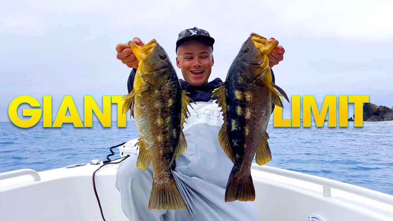 5 GIANT CALICO BASS ON THE WAR/RIG!!  |  Catalina Island  |  Warbaits Team