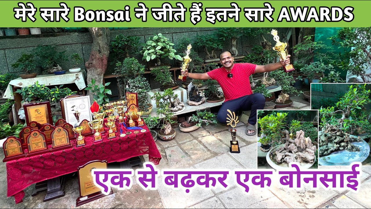 मेरे सारे Bonsai ने जीते हैं इतने सारे AWARDS एक से बढ़कर एक बोनसाई के TREE
