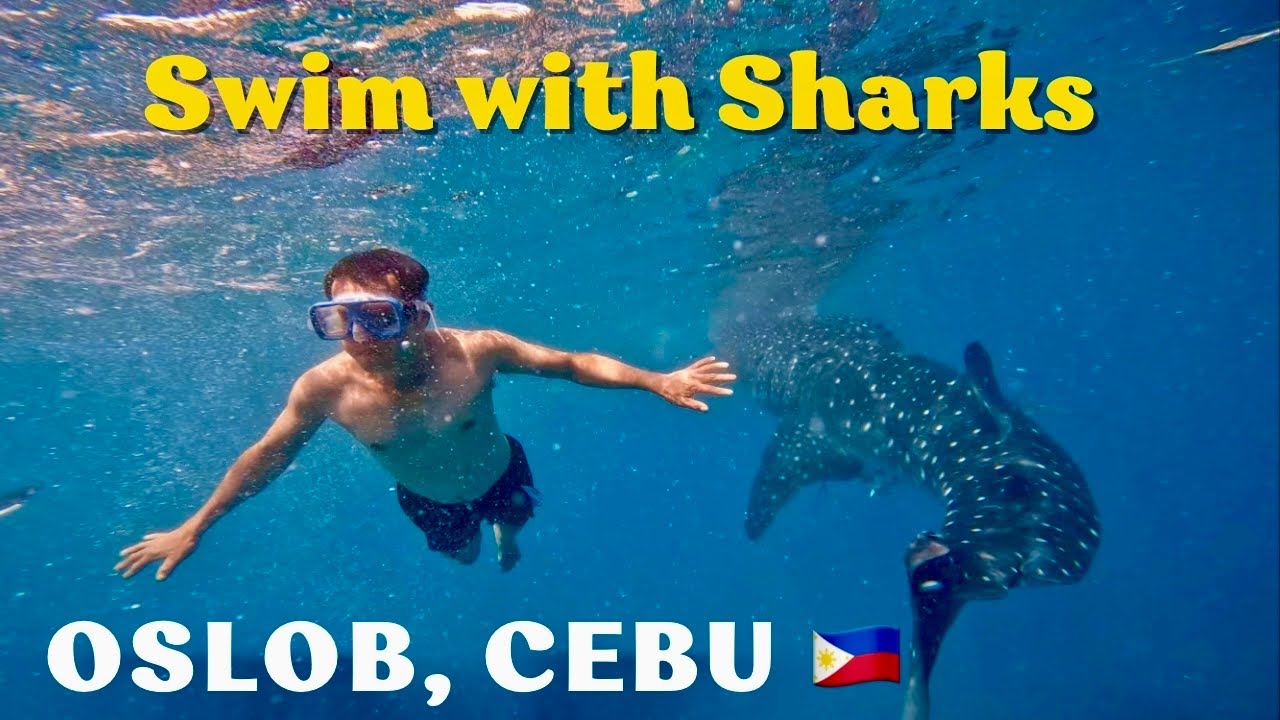 Whale Shark Watching & Snorkeling in Oslob, Cebu, Philippines