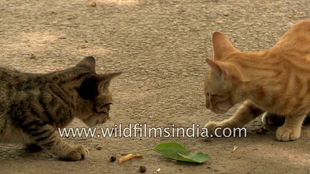 Kittens chew a bone