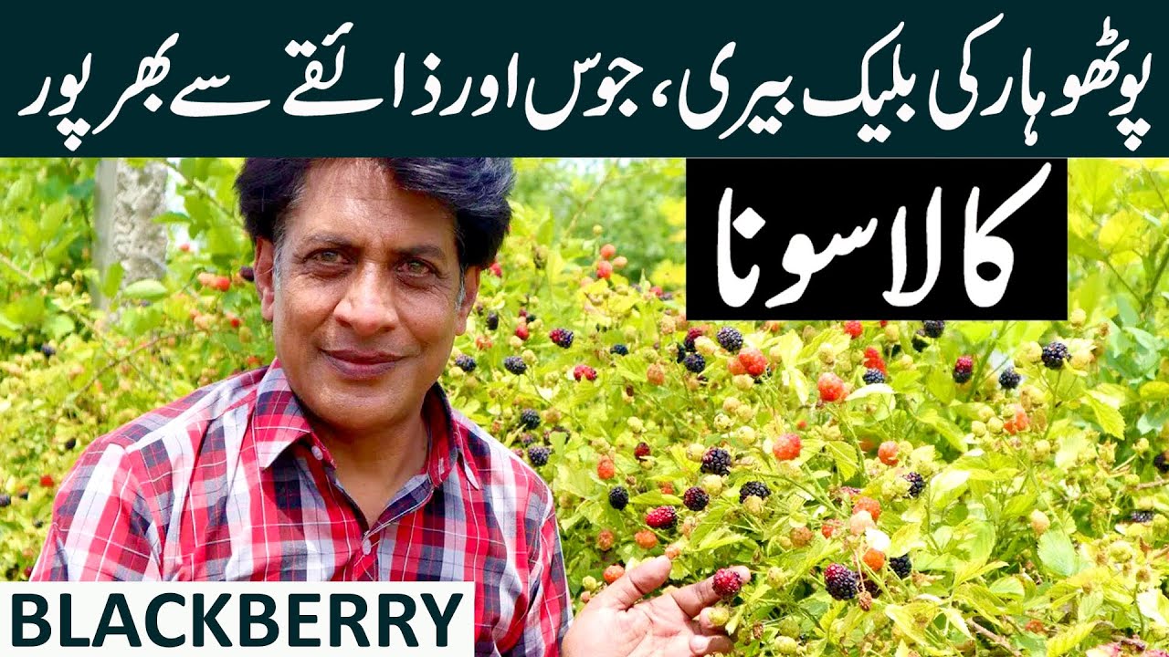 Blackberry or Black Gold ? Successful Farming of Blackberry by BARI Chakwal