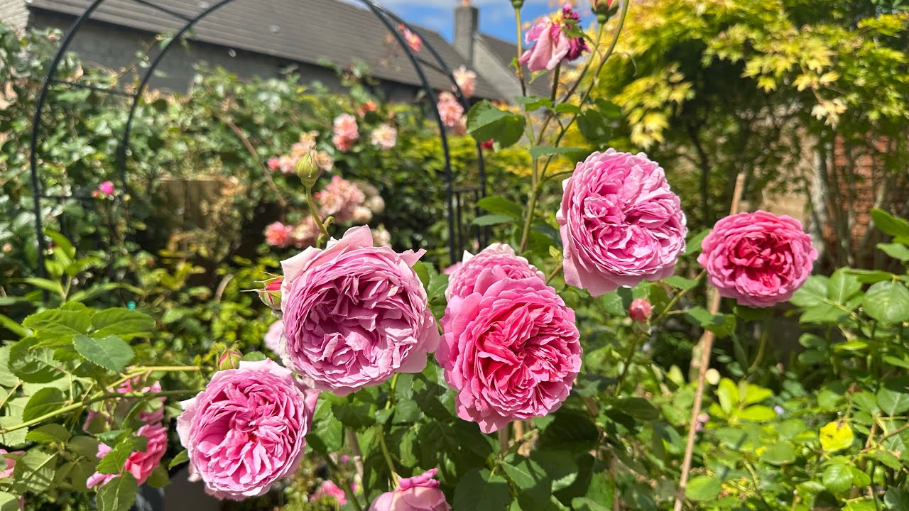 10 most fragrant rose in my garden 2024 part 2