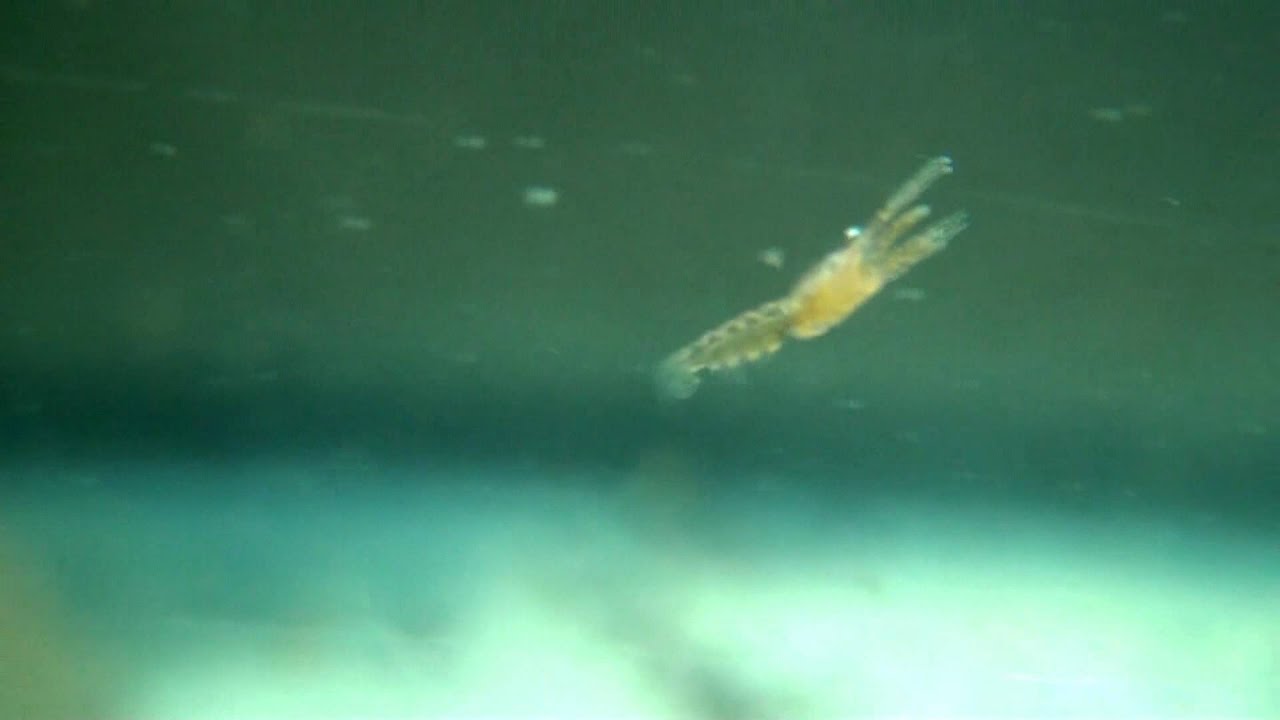 Land Hermit Crab Glaucothoe (Coenobita clypeatus)