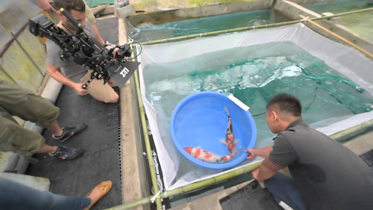 Modern Koi Blog #259 - Live from Japan: Herausnehmen der Elterntiere