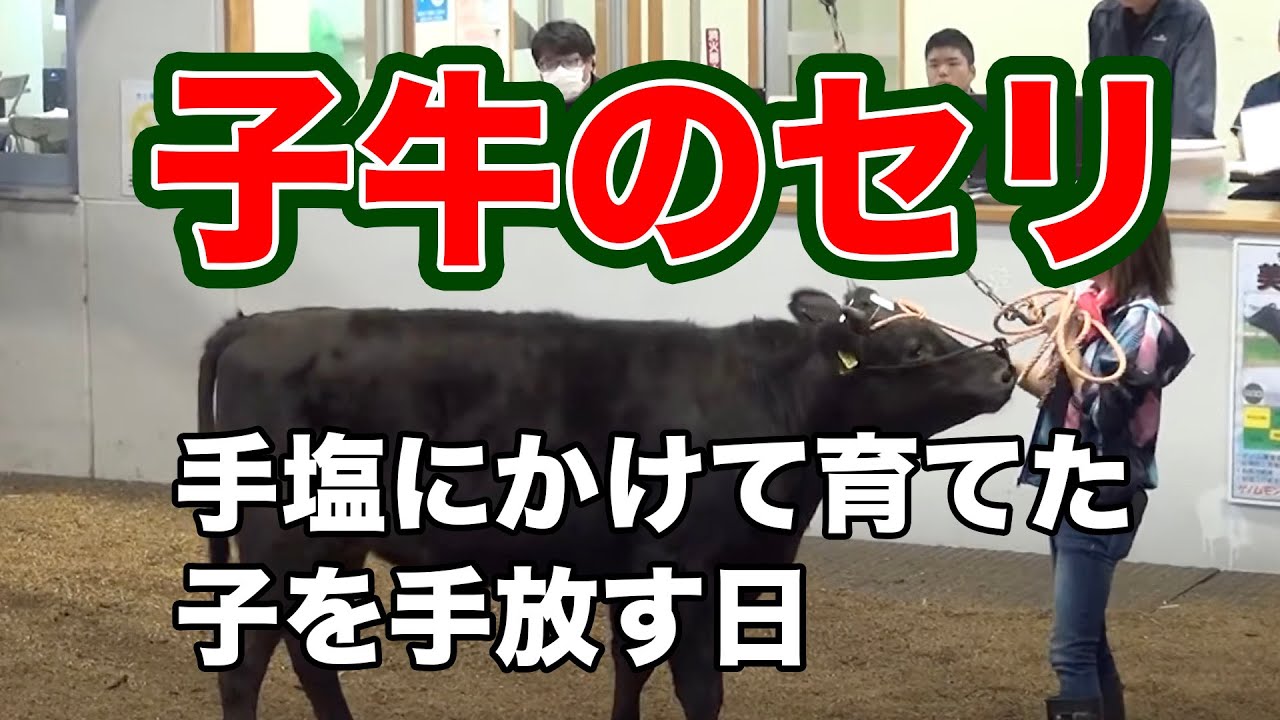 【子牛のセリ】今帰仁村の家畜市場で開催された、子牛のセリを取材させていただきました。内地から沖縄に移住して、子牛を育てている若いご夫婦に話を伺いました。