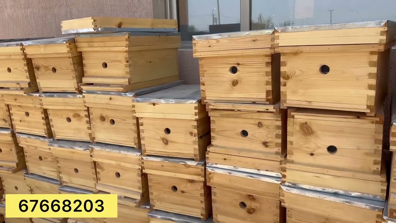 موسم السدر 2022م ، الكويت ، وصول النحل ، خلايا النحل ، طرود نحل ، عسل السدر الكويتي ،تسكين الطرود