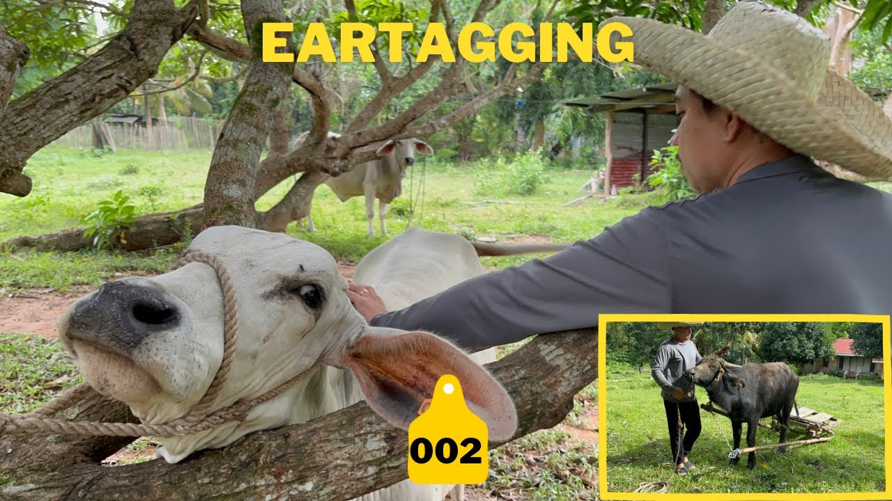 Nilagyan natin ng tanda ang ating mga alaga dahil uso na naman ang nakawan dito samin|Eartagging