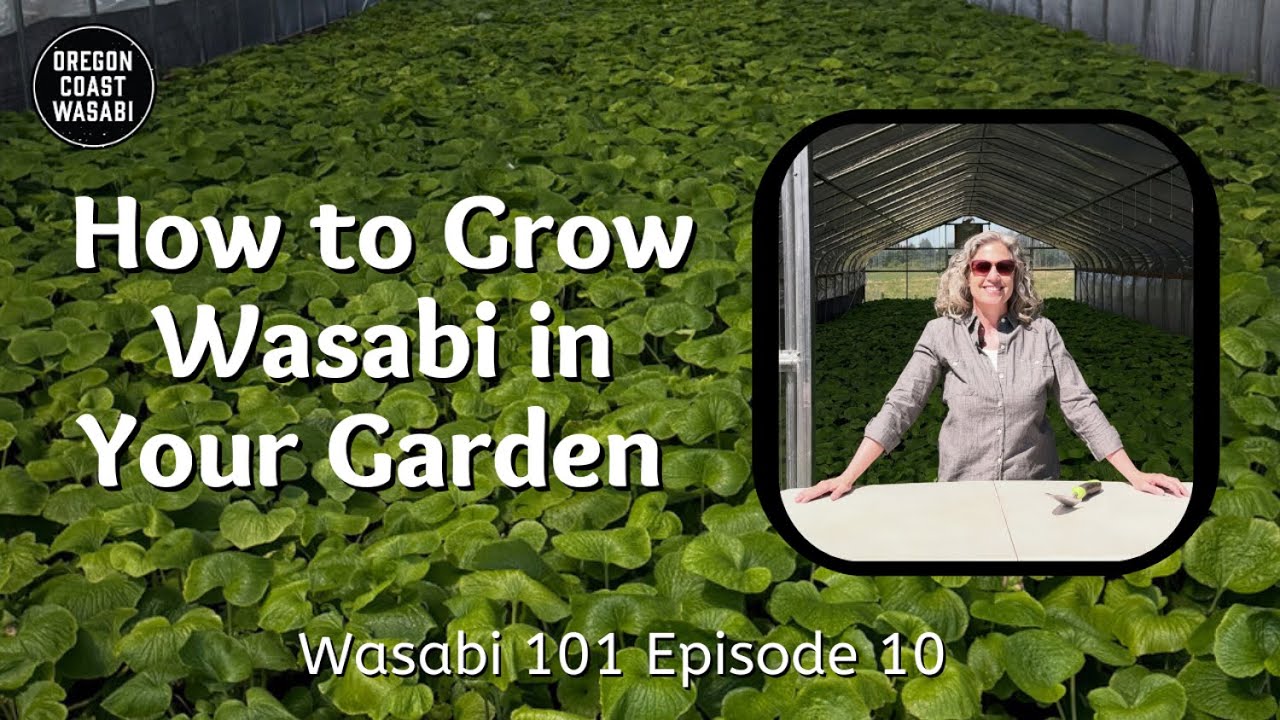 How to Grow Wasabi in Your Garden - Wasabi 101 Episode 10
