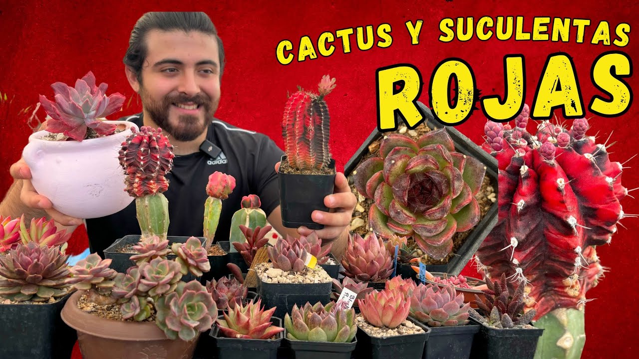 Mis 25 PLANTAS más ROJAS