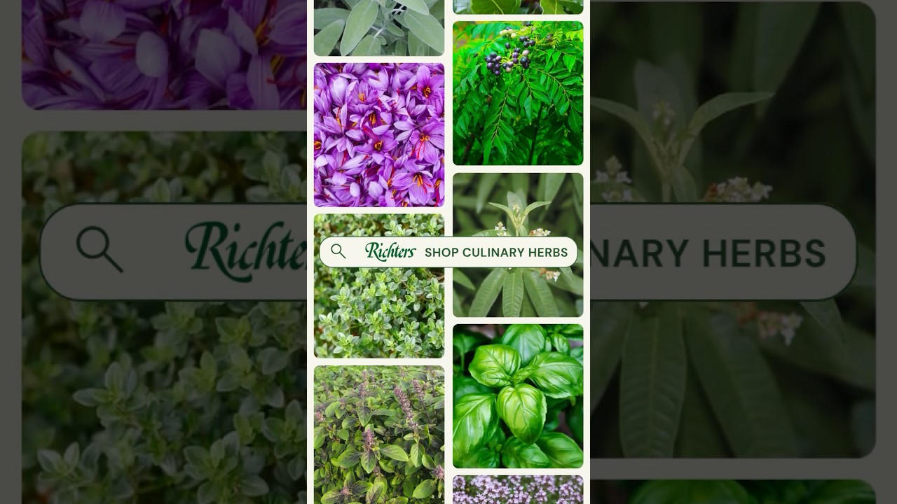 Shop Culinary Herbs at Richters #growyourown #herbgarden #culinaryherbs #cooking