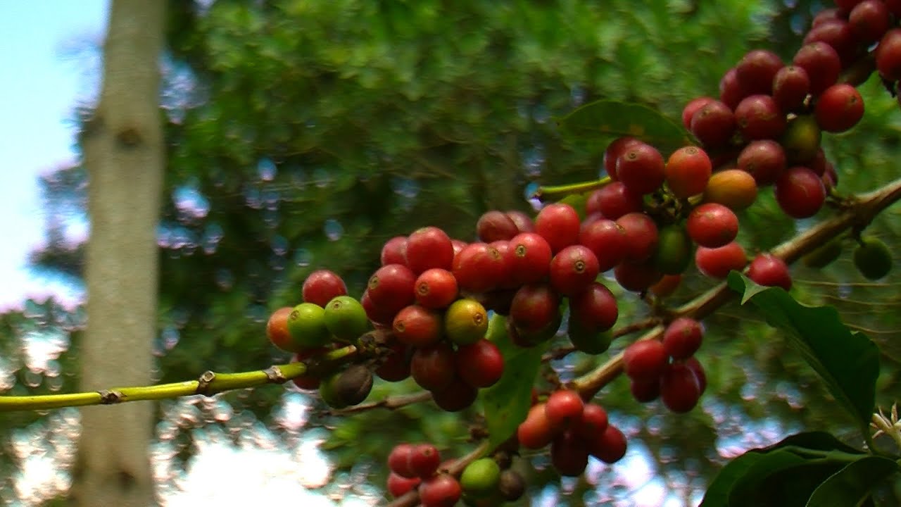 Cómo cultivar café orgánico cultivado Bajo la sombra - TvAgro por Juan Gonzalo Angel