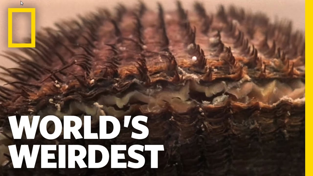 Clams vs. the World | World's Weirdest