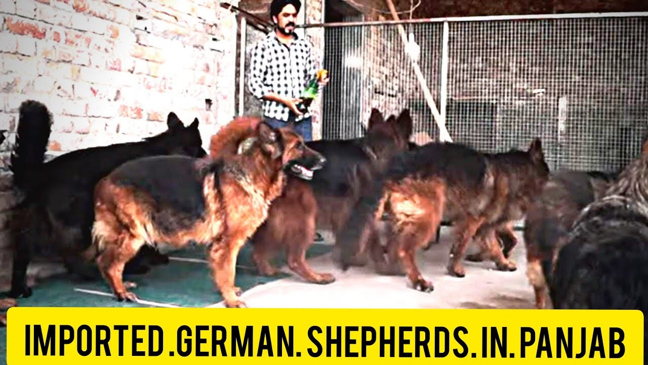 Today Vlog 8 Beautifull German shepherds in Rawalpindi