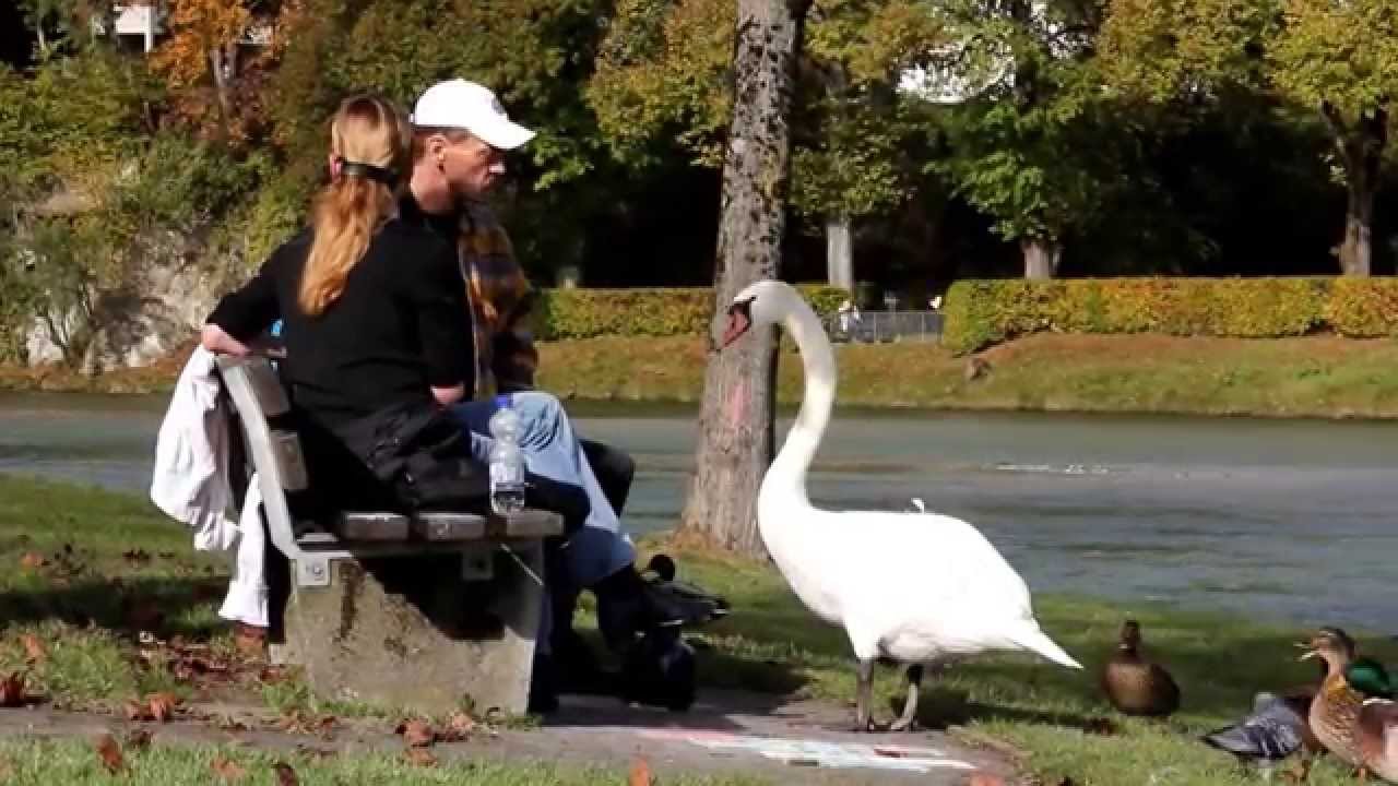 Aufdringlicher Schwan