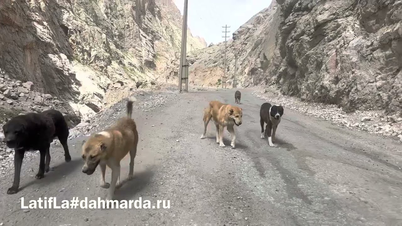 Овцы гузнской породы и аборигенные САО - саги дахмарда из отары Асада, селение Гузн, Масчо