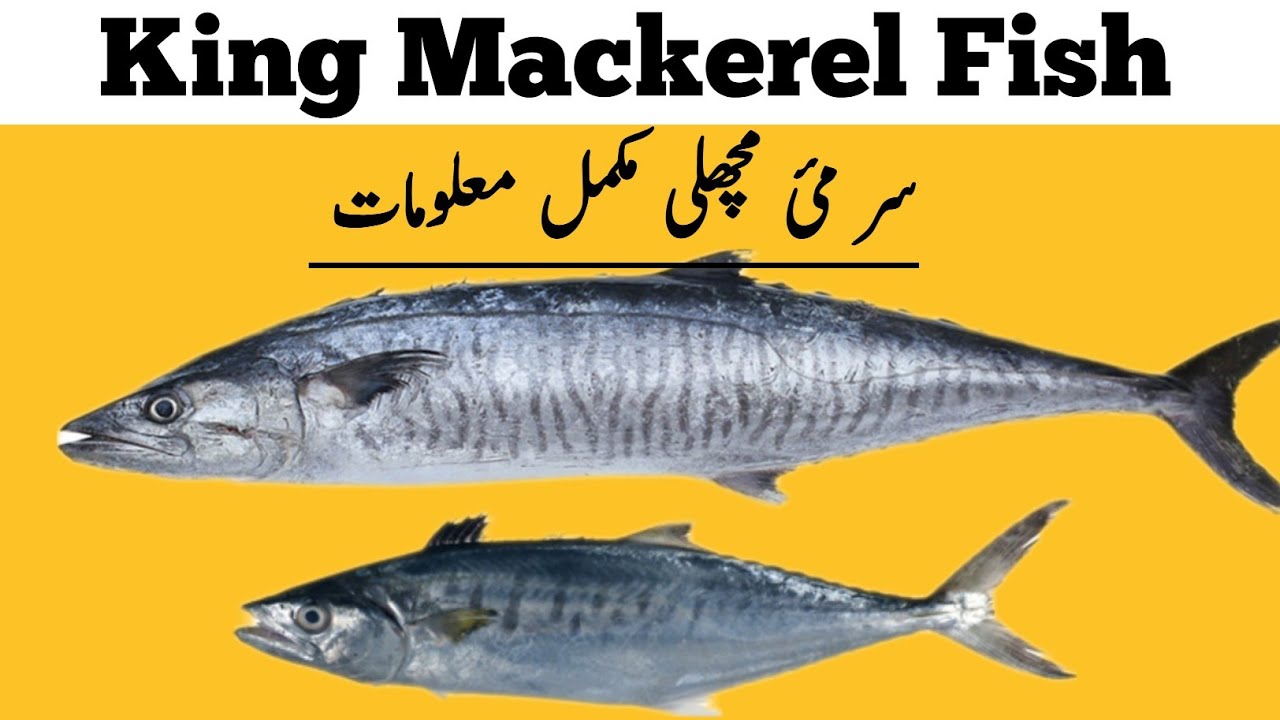 KING MACKEREL - Surmai Fish Information , Benefits and Interesting Facts