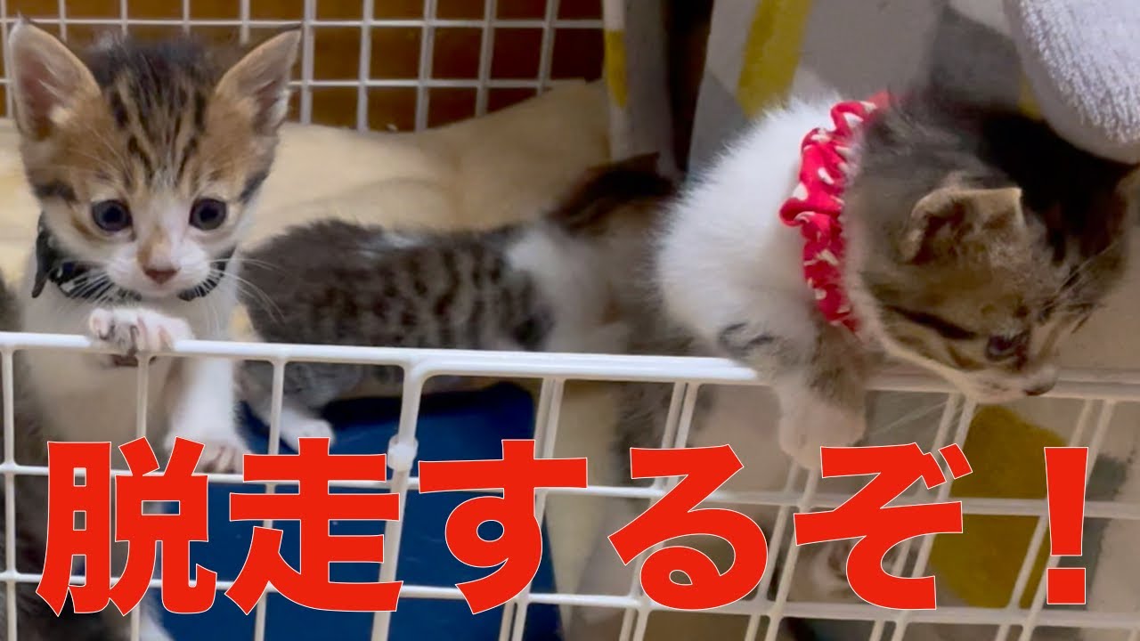 子猫達を甘く見ていました。早速、脱走されるなんて・・・！
