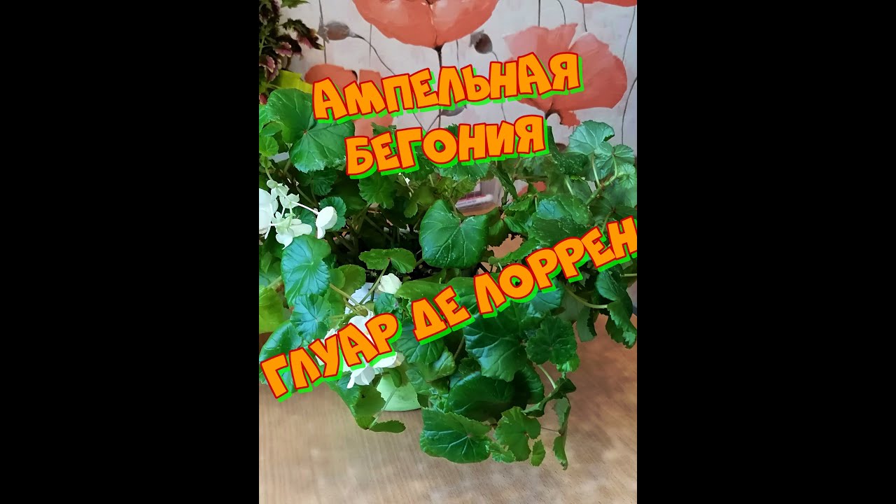 Ампельная бегония Глуар де Лоррен))) Как размножить?? Снимаем черенки и укореняем))