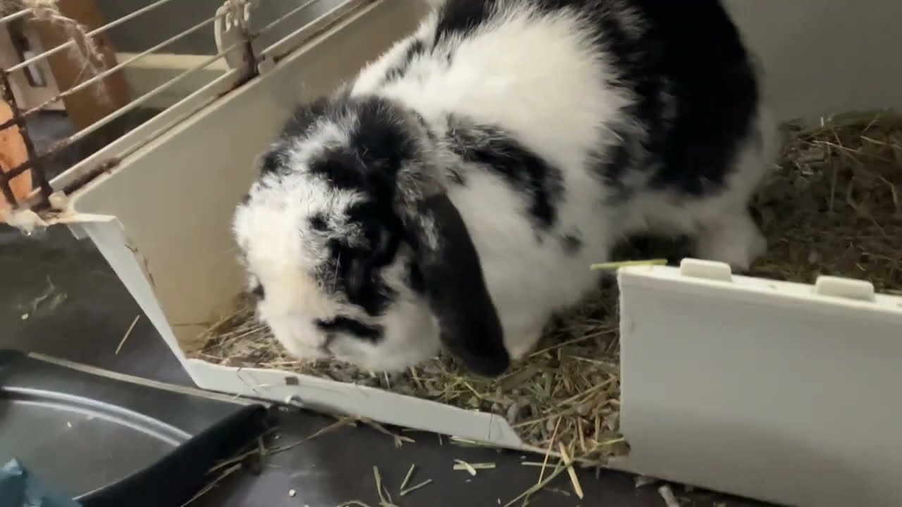 Day 42. Rabbit. 