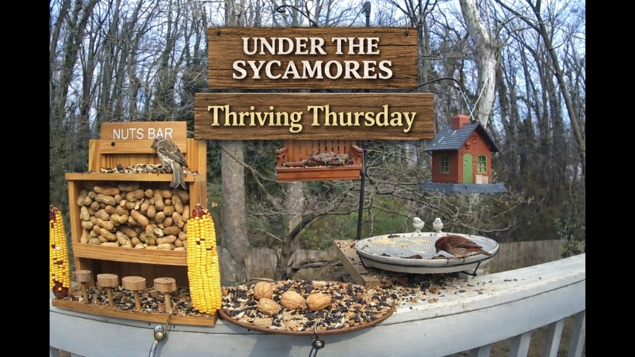 Thriving Thursday  - Under the Sycamores- Charlotte, North Carolina - #birdfeeder #birds #nature