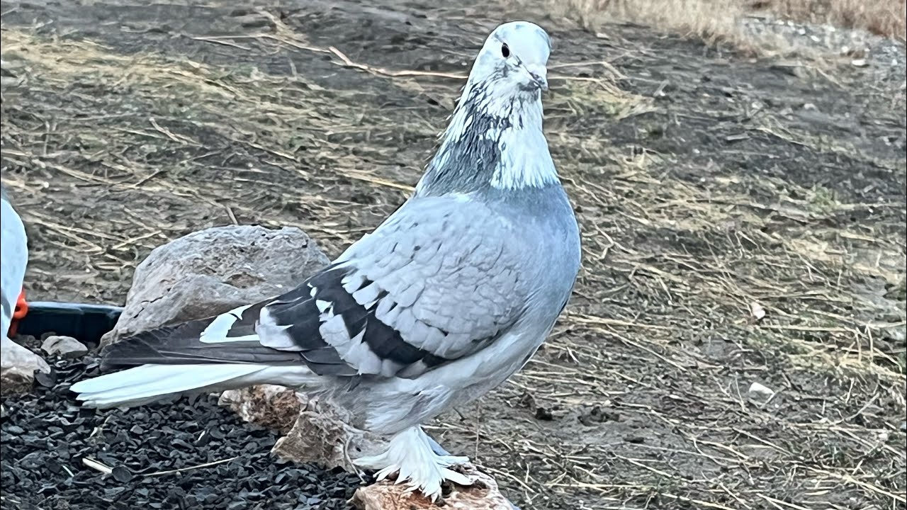 3 Gün Peş peşe Uçarsa Ne Olur ?