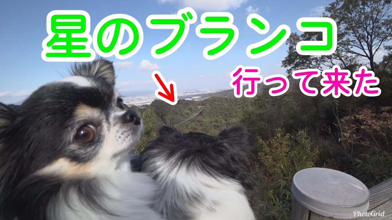 チワワといっしょに星のブランコ / ゆめななチャンネル 多頭飼い チワワ  散歩 かわいい Chihuahua Cute dog 吉娃娃 치와와