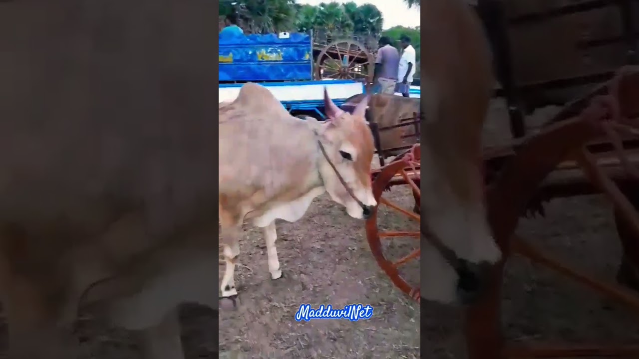 Maddu Vandi savaari /Bullock Cart Race/ Madduvil North / #jaffna