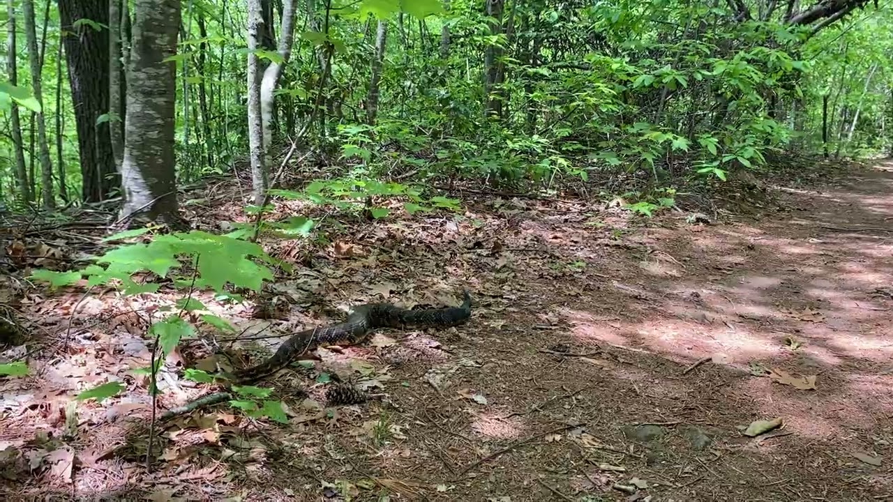 Timber Rattlesnake - Cherry Log, Ga