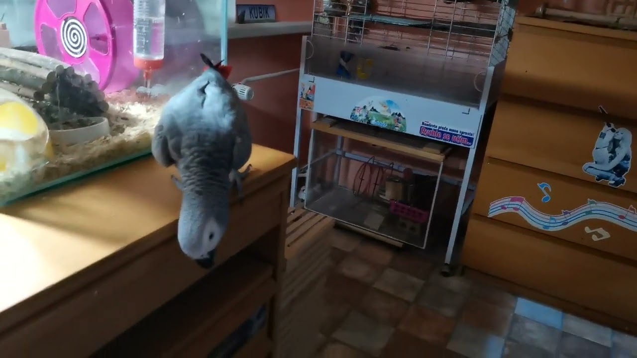 Kubík krade čokoládu