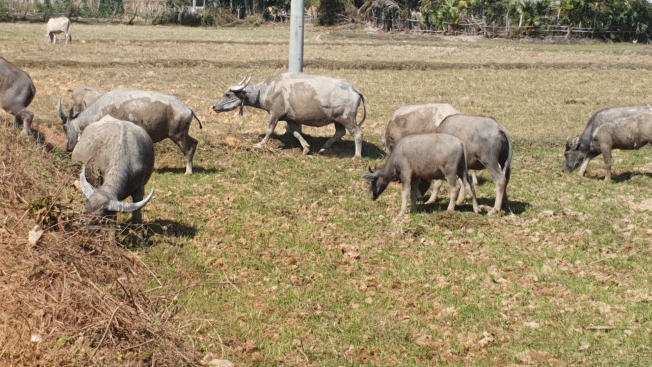 Many large buffaloes eat grass in a large rice field.
