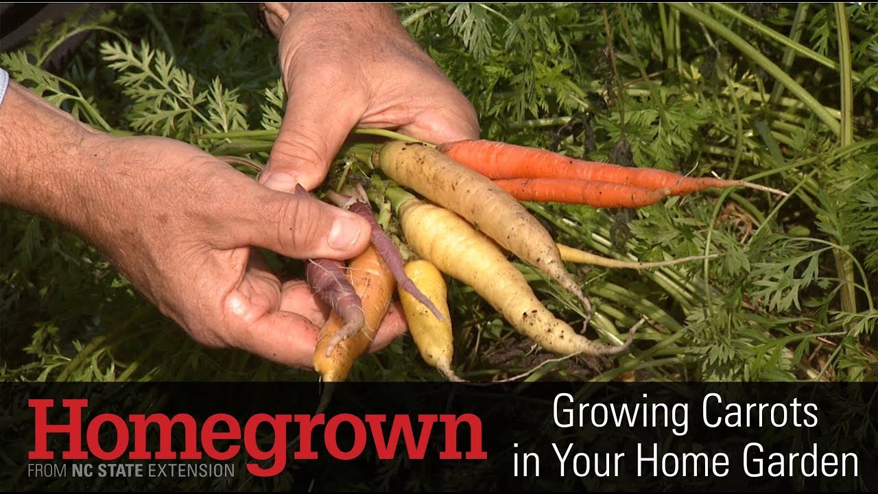 Homegrown | Growing Carrots in Your Home Garden