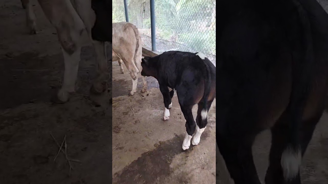 23-2-2026 Hôm nay em có đực lỡ vip, mẹ con độ anh chị em cần LH: 0369583996🐄♥️