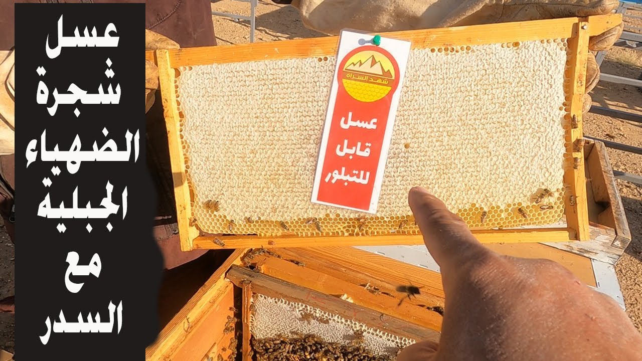 إنتاجنا الجديد في مناحل شهد السراة من العسل الفاخر : عسل شجرة الضهياء الجبلية مع السدر 5-1447هـ