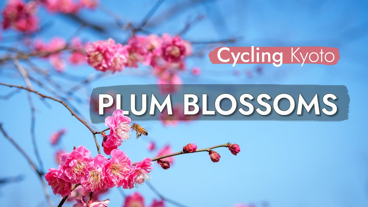 Cycling Kyoto: Plum Blossoms in Umekoji Park