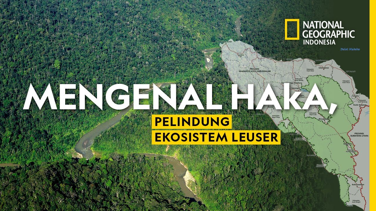 Mengenal HAkA Yayasan Perlindungan Ekosistem Leuser di Aceh