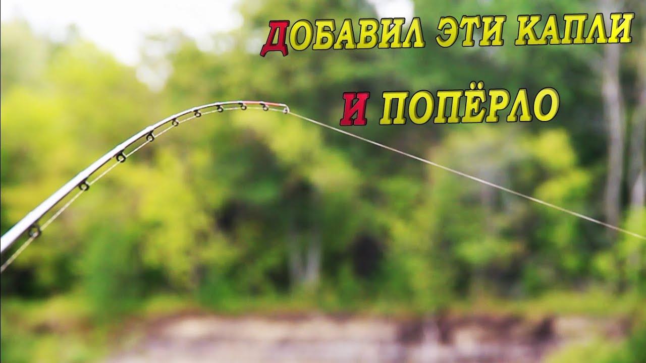 ОТЛИЧНАЯ РЫБАЛКА НА ФИДЕР !Поклёвки крупным планом! в поисках леща рыбалка в июне 2024!