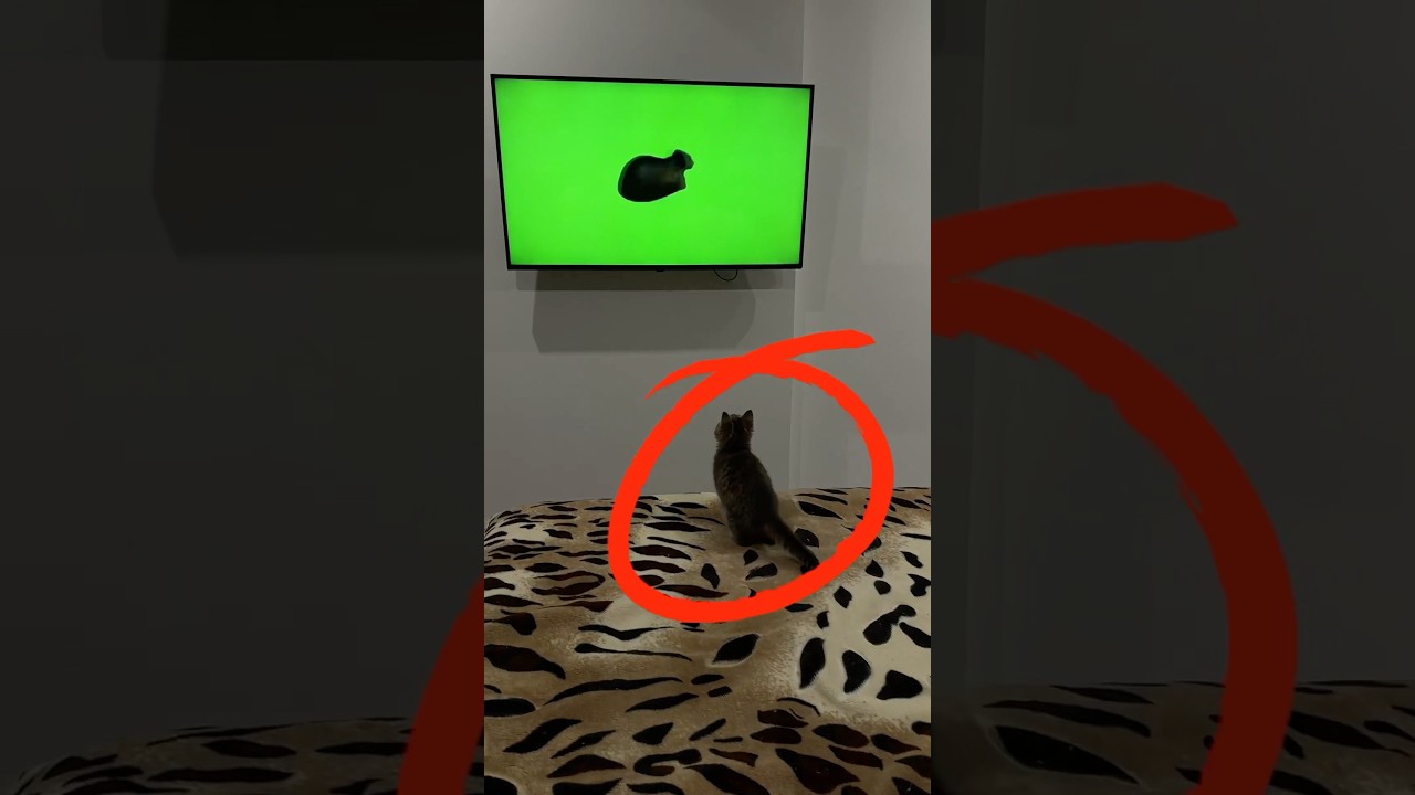 The STRANGEST Cat Reaction to a OIIA OIIA Viral Video!  Creepy or Cute? 😵🐾
