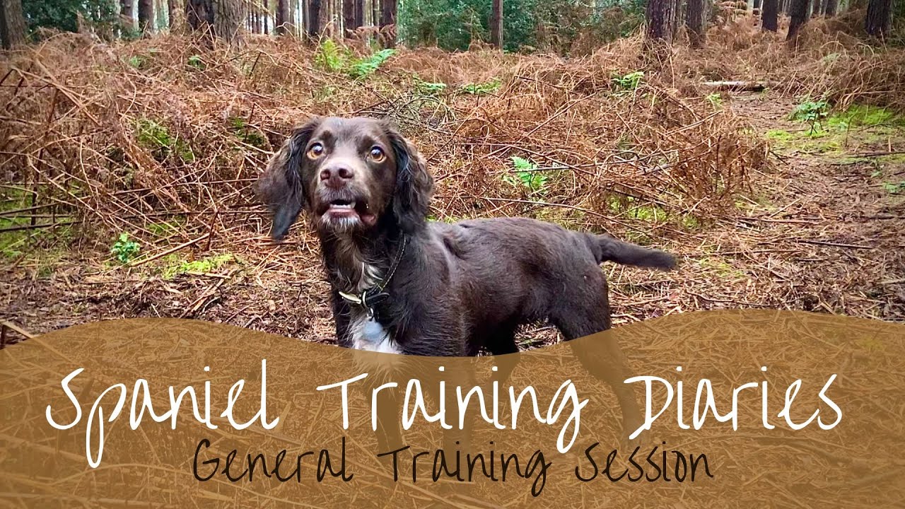 Gundog Training - General Training Session