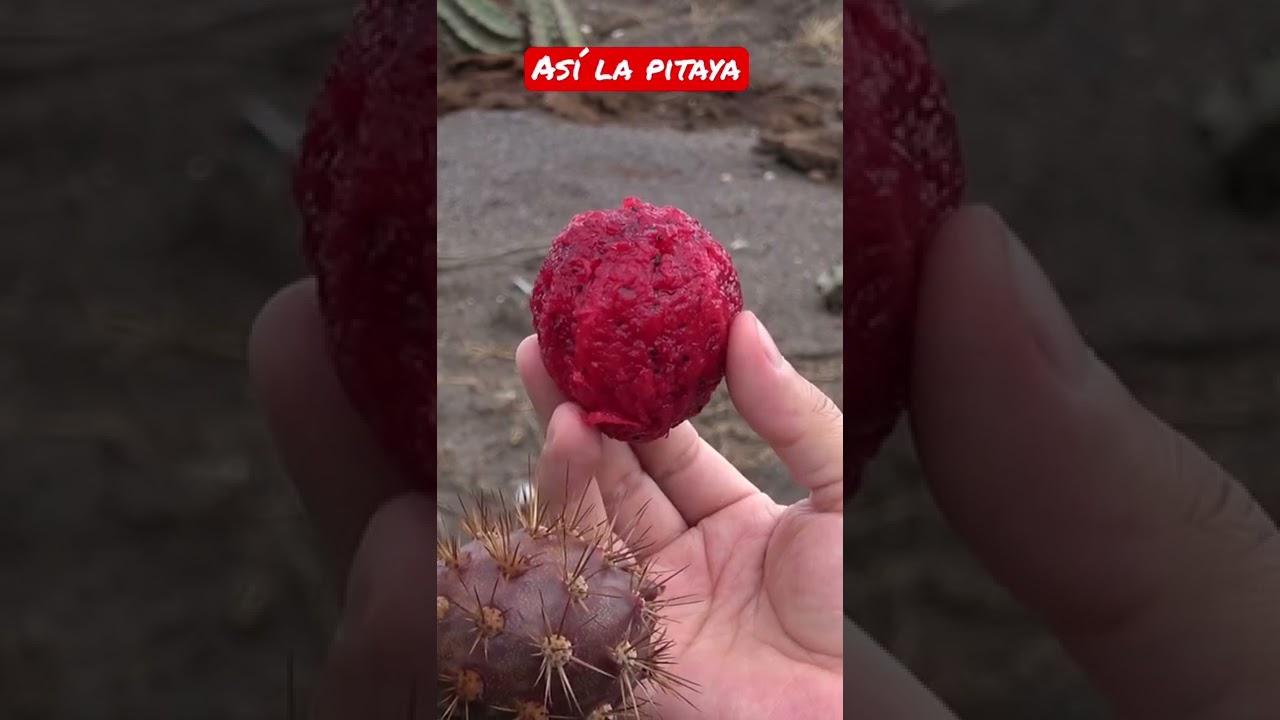 Así la pitaya